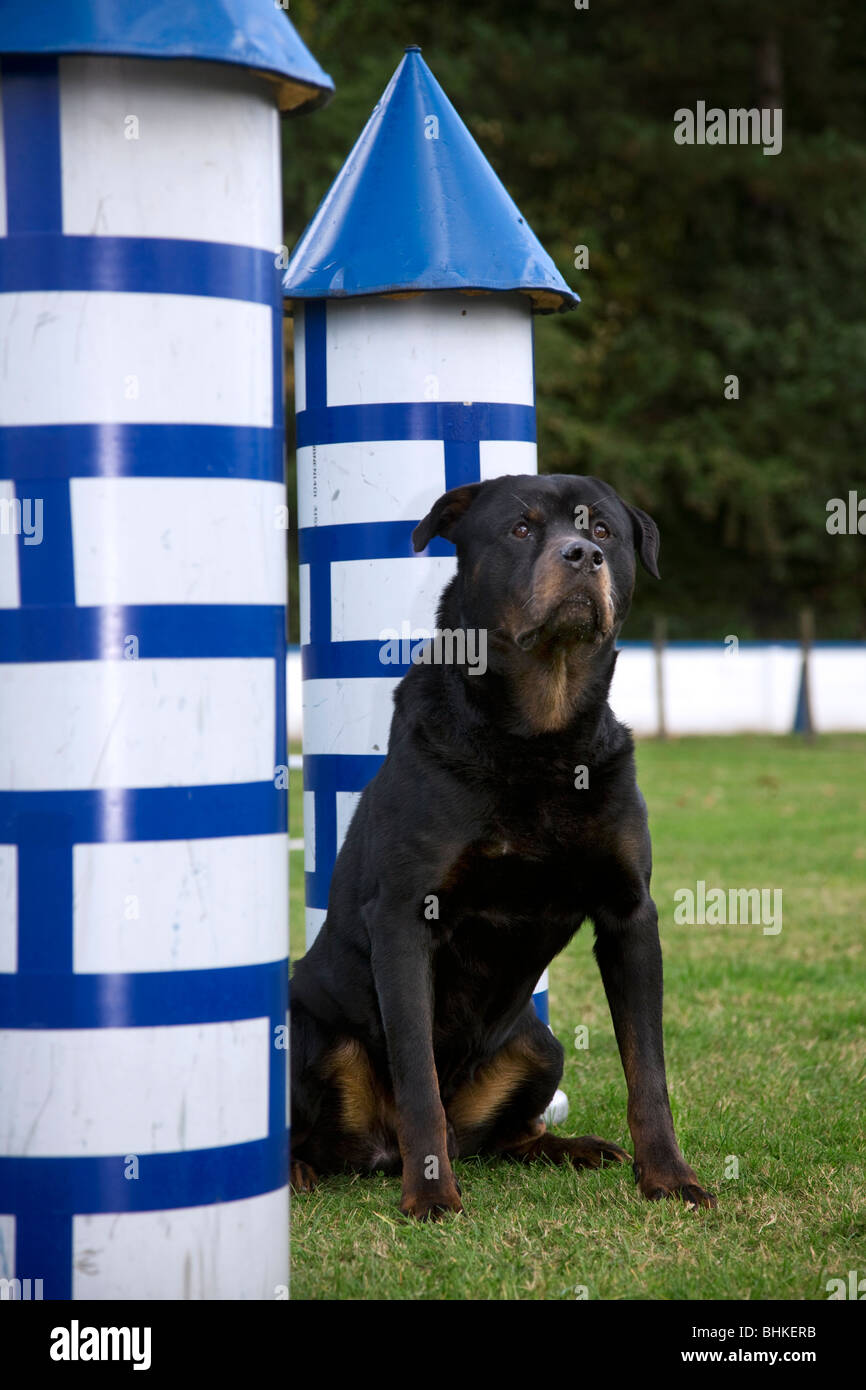 Rottweiler (Canis lupus familiaris) at obstacle course Stock Photo