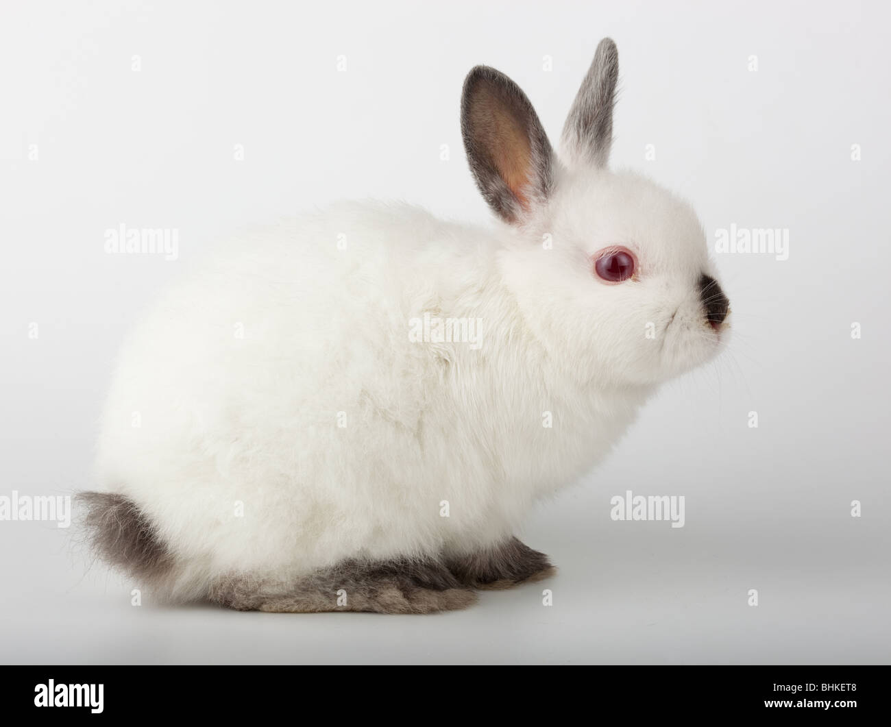 Nice white rabbit. It is cut out on a white background Stock Photo - Alamy