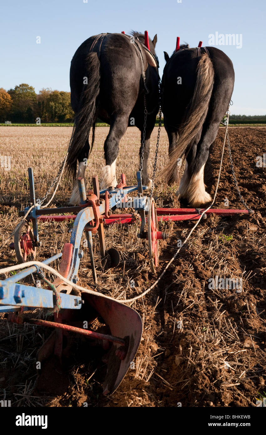 Rare view of a pair of black Shire horses pulling a plough Stock Photo