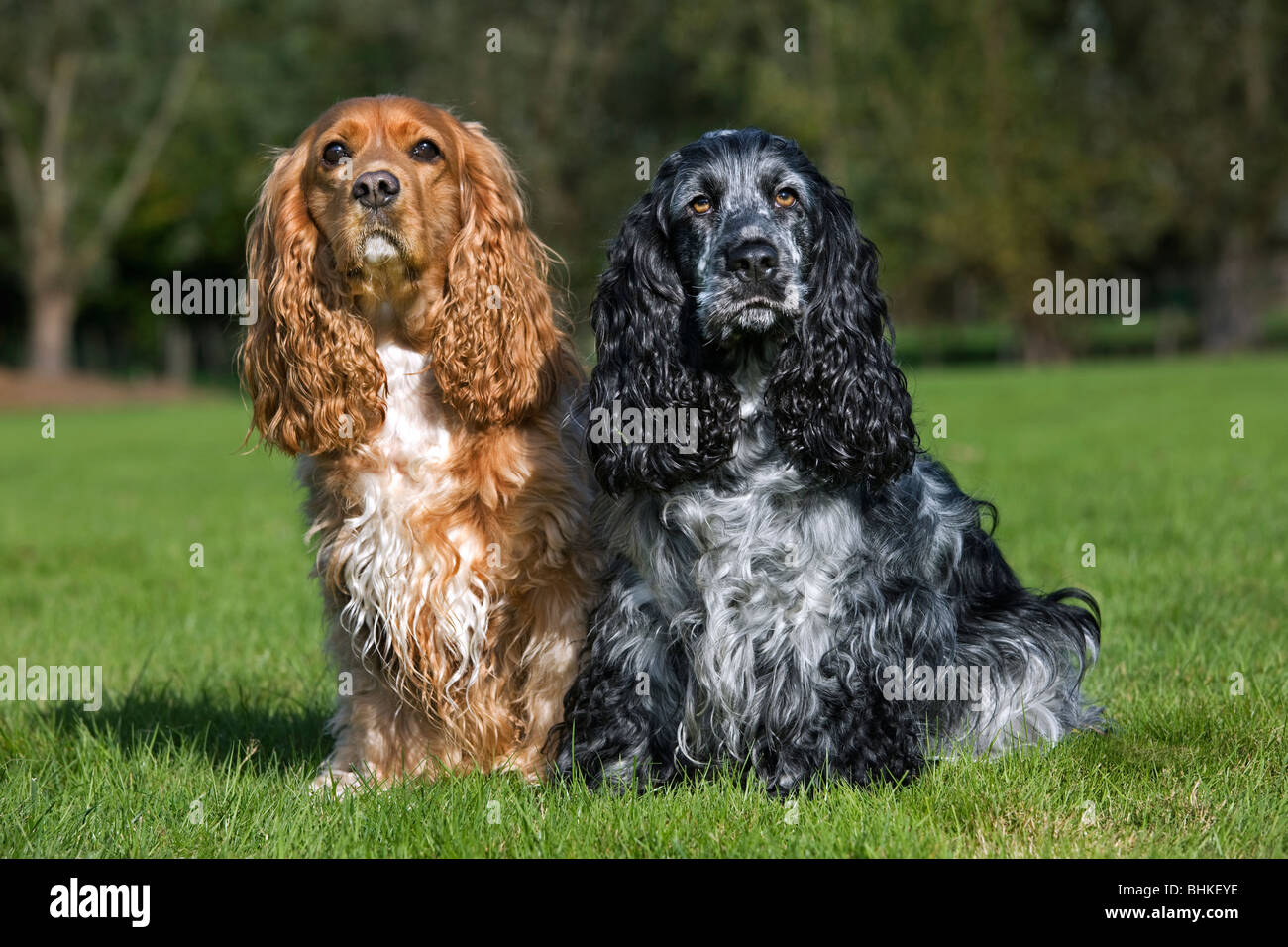 Two English Cocker Spaniels (Canis lupus familiaris) sitting in garden Stock Photo