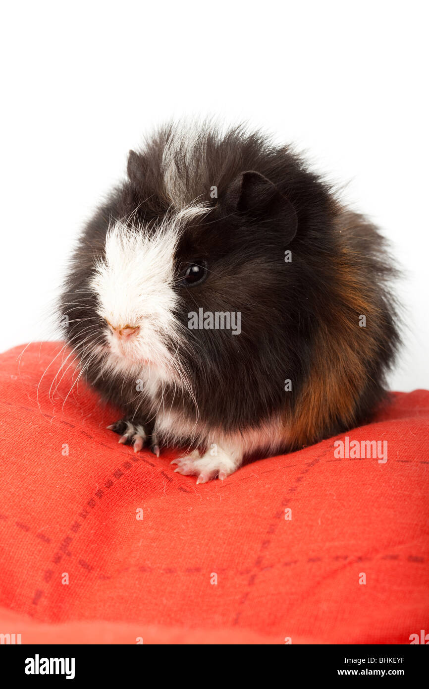 The guinea pig sits on a red pillow. It is cut out on a white background Stock Photo