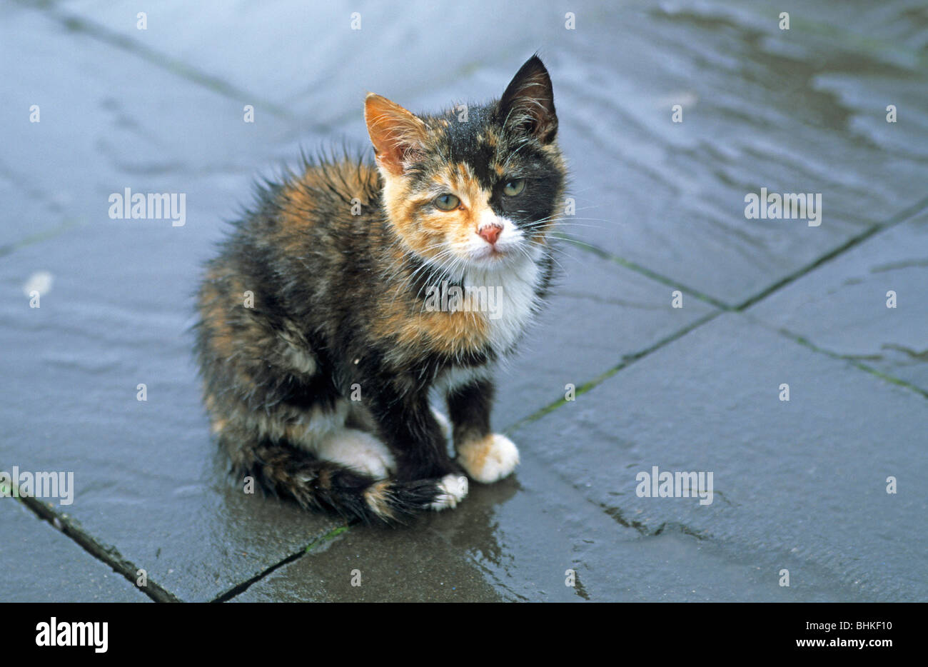 scrubby cat sitting on the wet ground looking into the camera Stock Photo