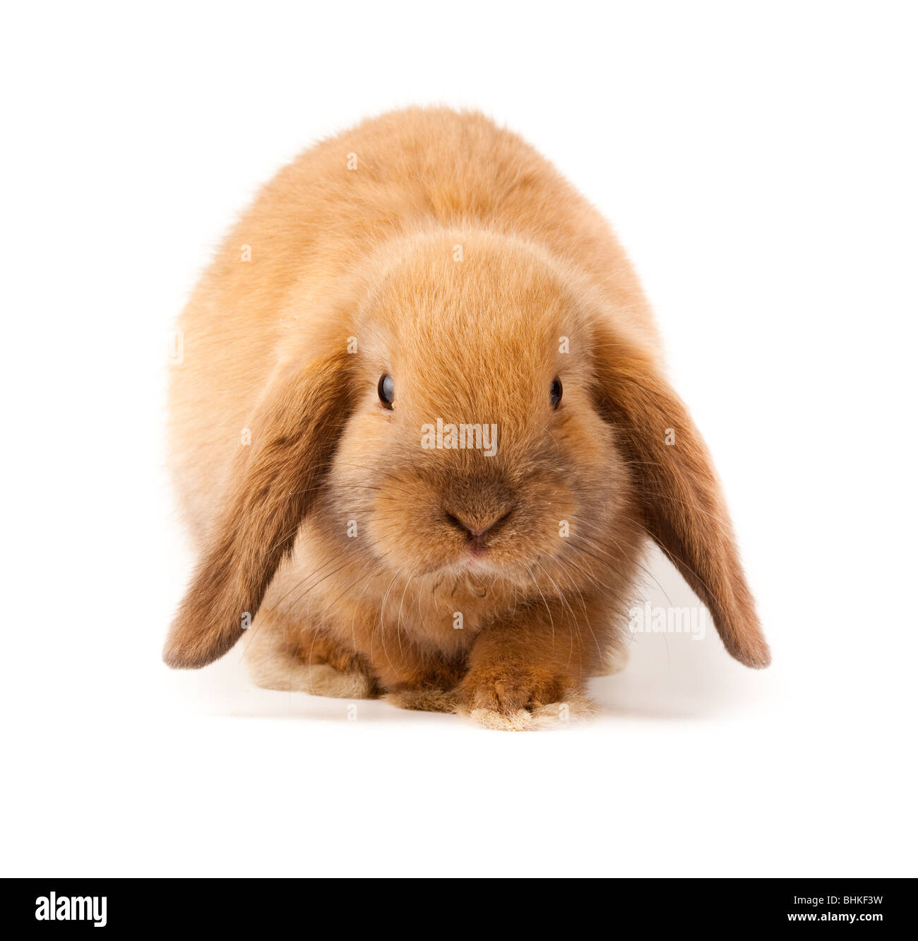 Miniature Lop, rabbit. It is cut out on a white background. Stock Photo