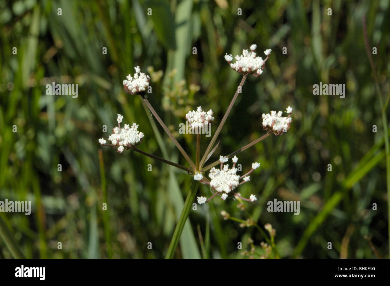 Parsley Water-dropwort, oenanthe lachenalii Stock Photo