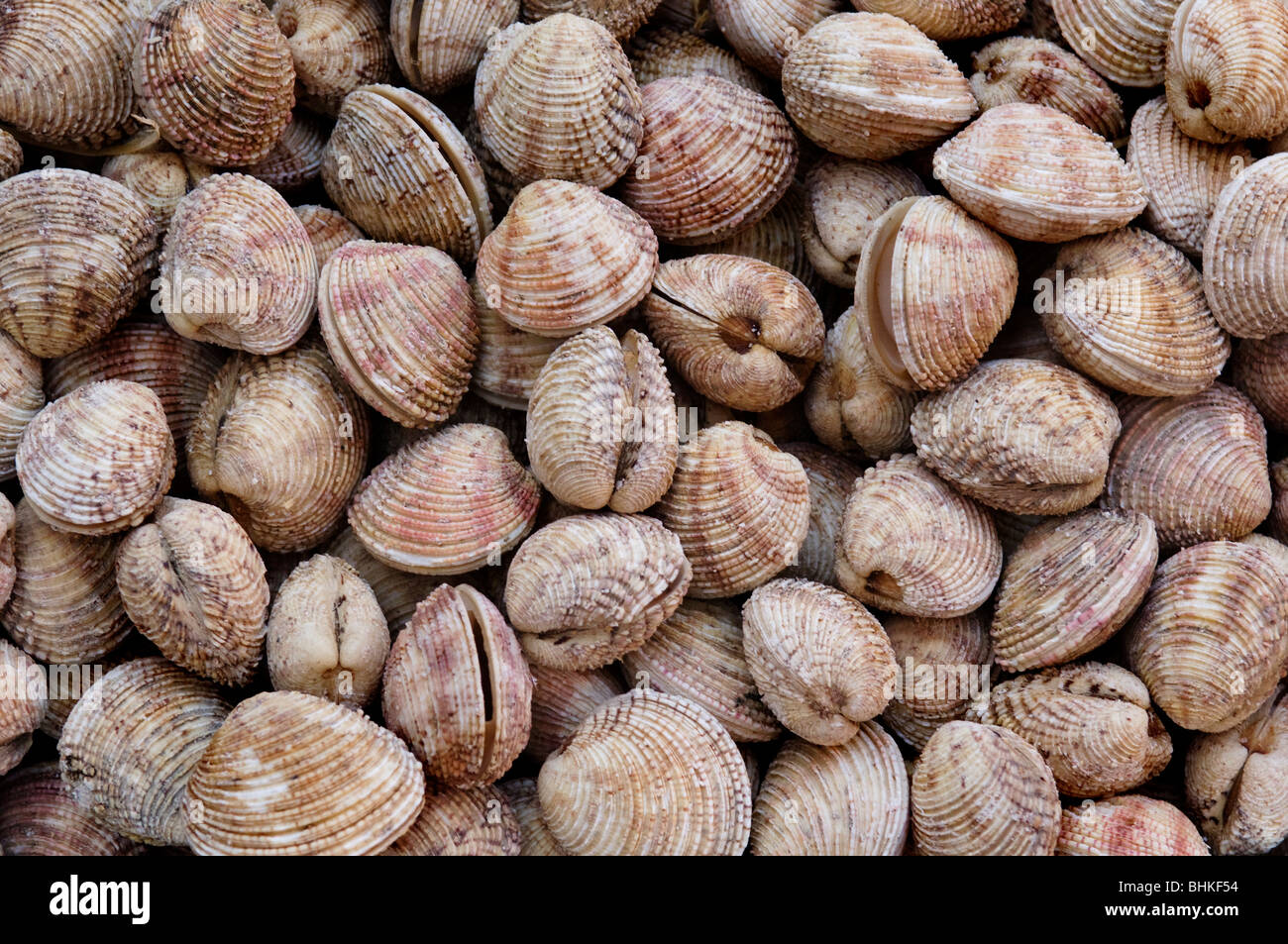 Bivalue hi-res stock photography and images - Alamy Bivalue hi-res stock photography and images - Alamy