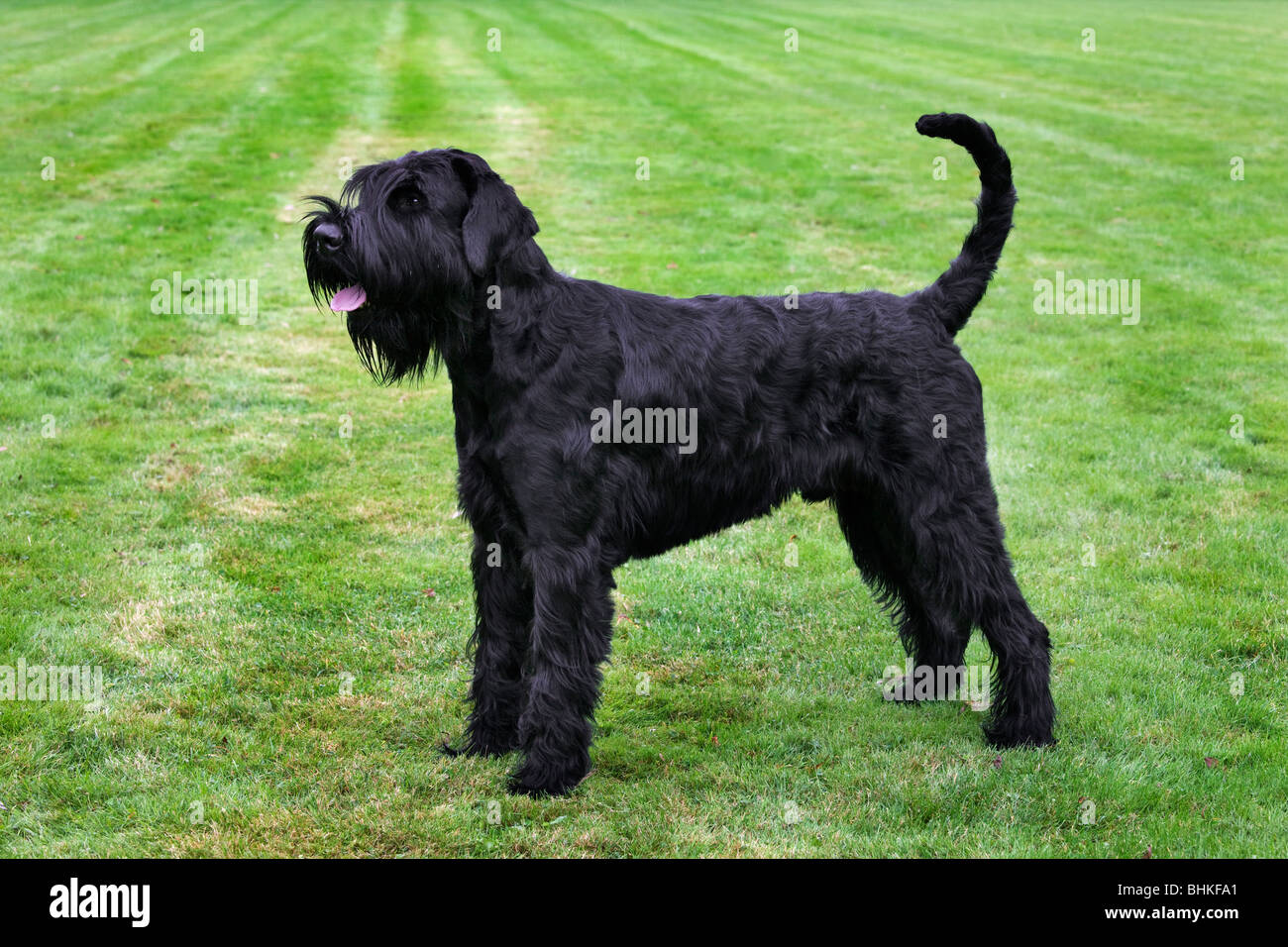 Schnauzer hi-res stock photography and images - Alamy