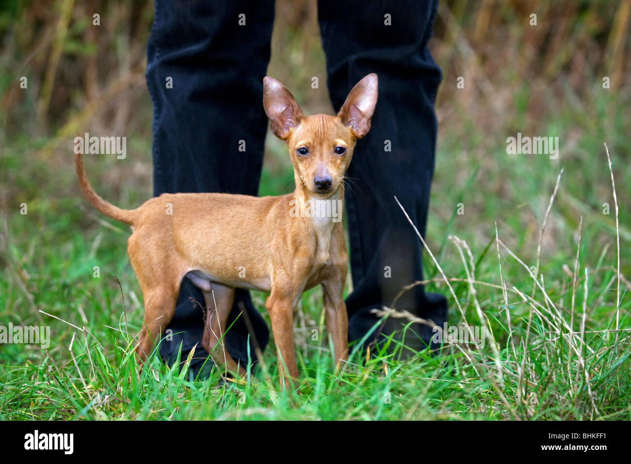 Pin on Dogs and Puppies