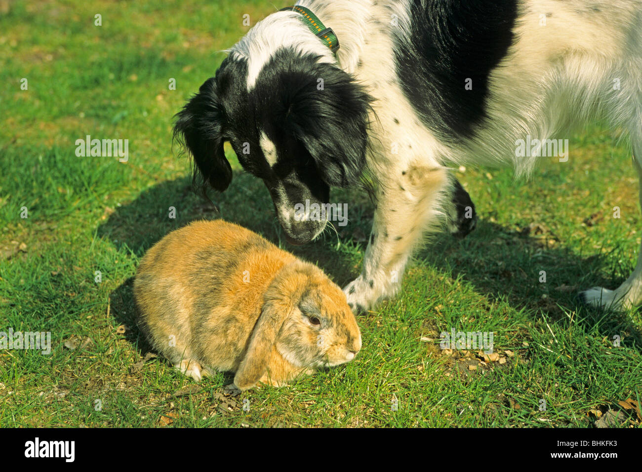 dog smelling at a frightened rabbit Stock Photo Alamy