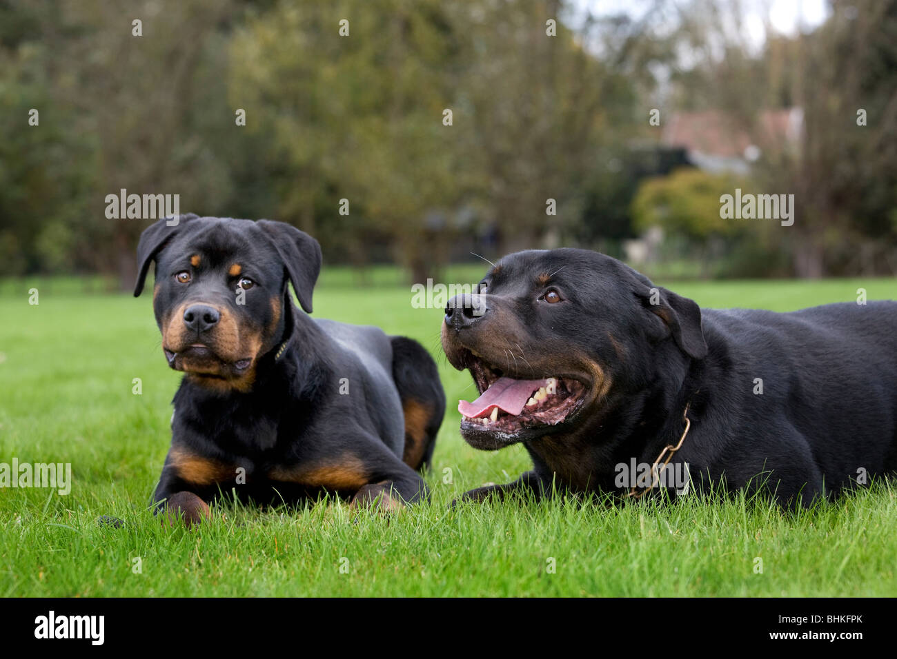 Rottweiler (Canis lupus familiaris) with pup in garden Stock Photo