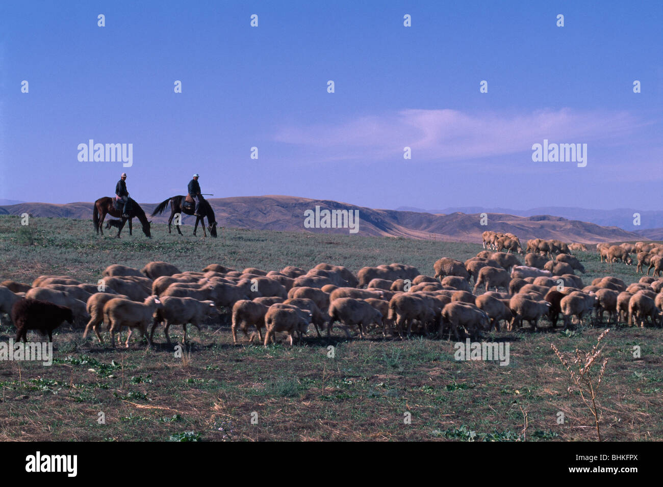 Kazakh herdsman herding sheep, Altay Mountain in the distance, South Almaty, Kazakhstan Stock Photo