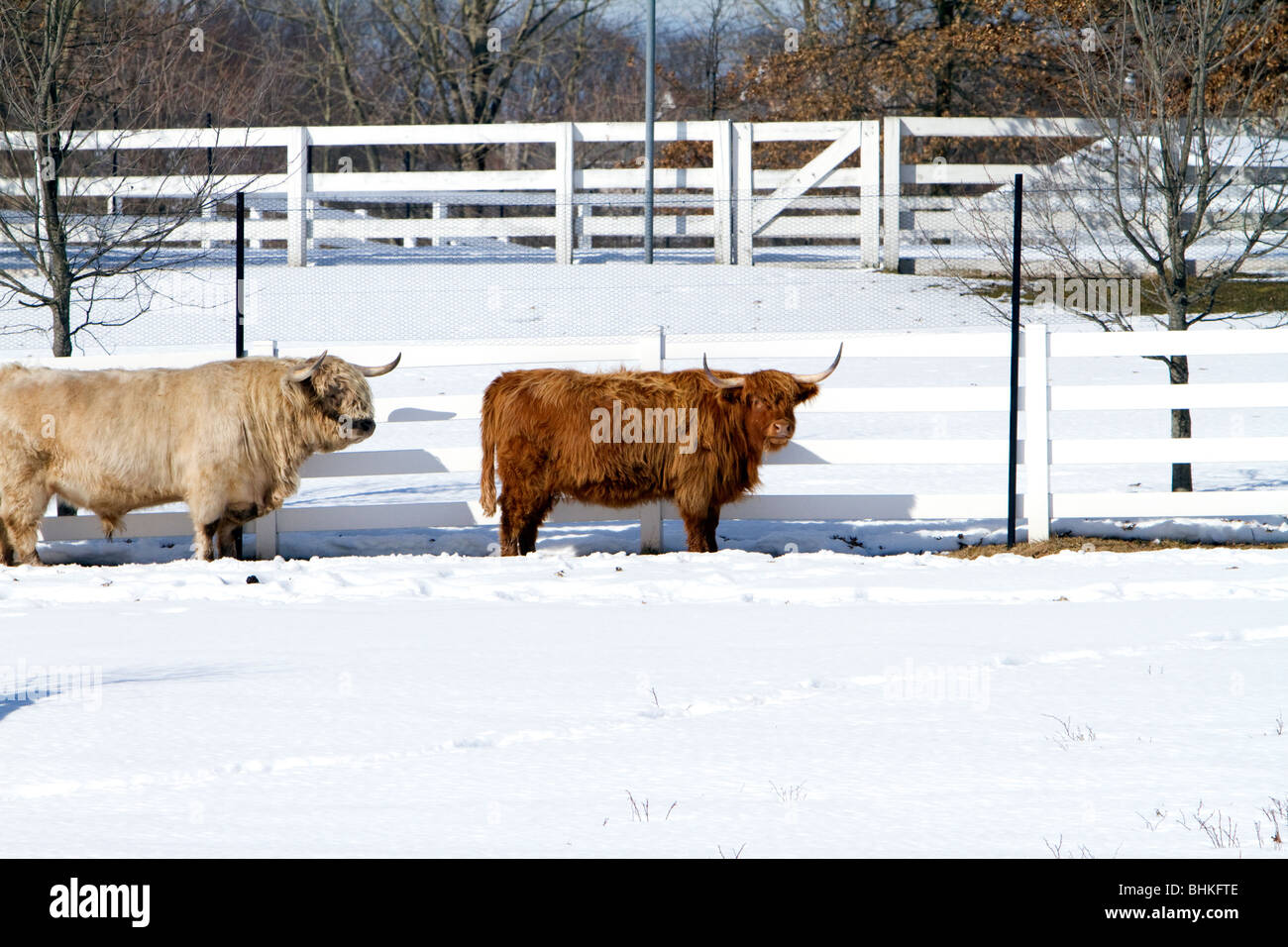 Scotland highland cattle in snow. Stock Photo