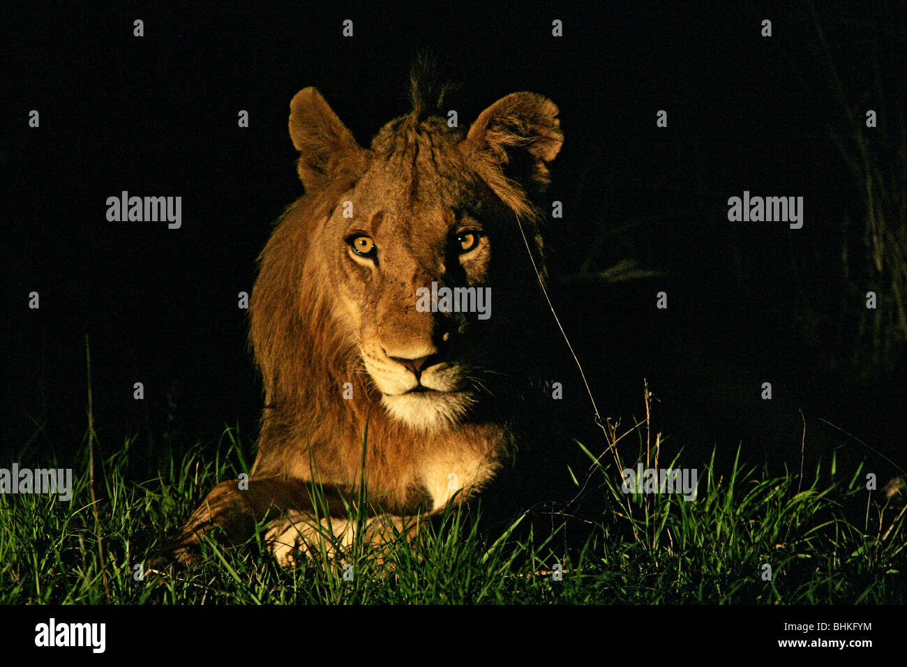 Wild lion in the South African bush or Bushveld at night. Stock Photo