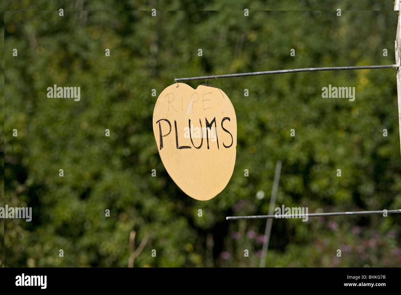 Plums for sale sign, Berkshire, England. Stock Photo