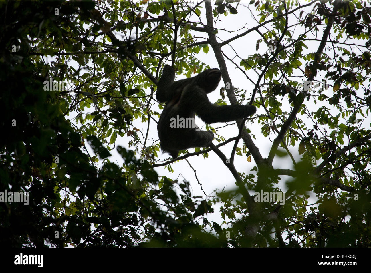 Sloth in Manuel Antonio National Park, Puntarenas, Costa Rica Stock