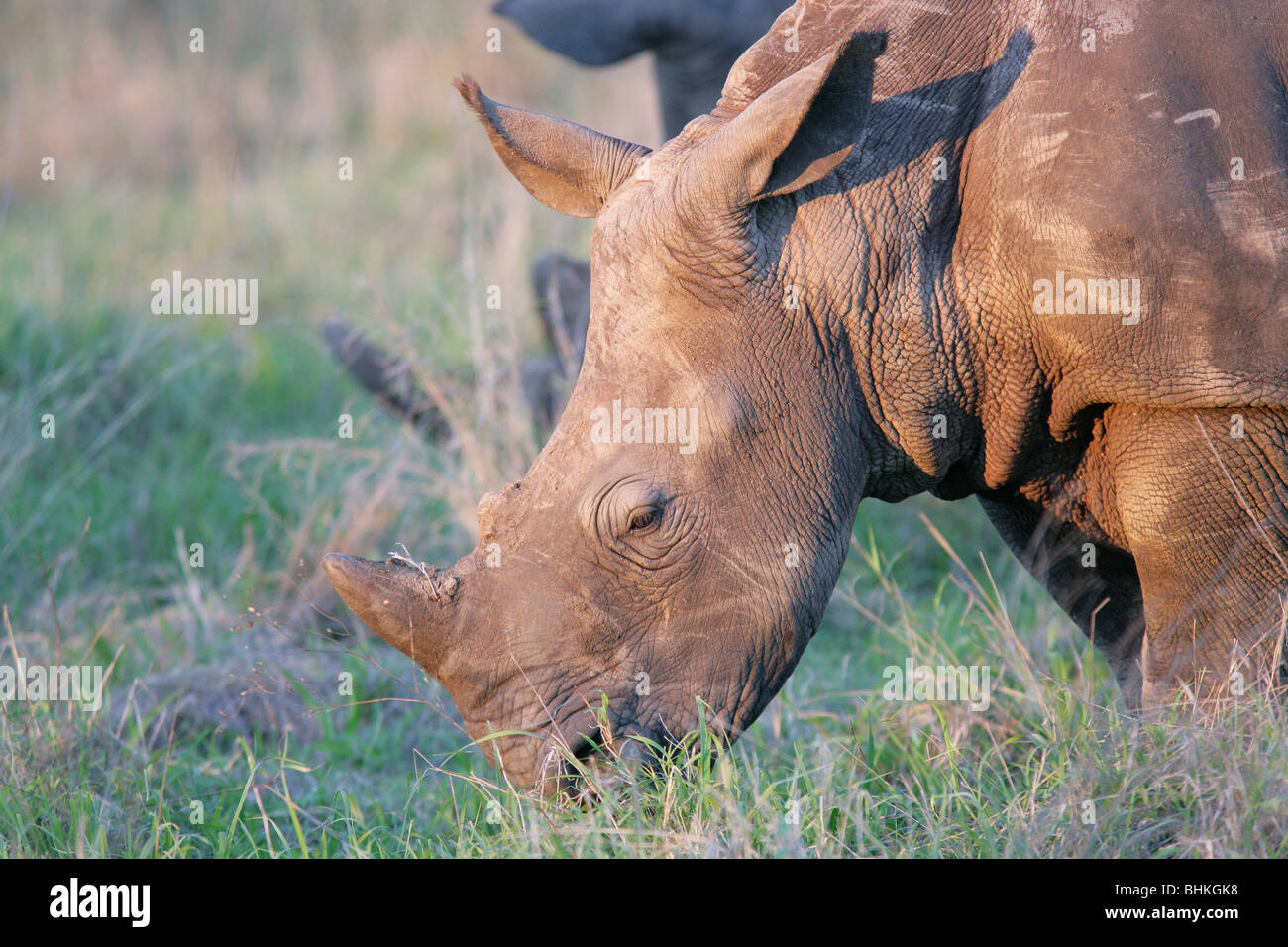 A Rhino grazing in the wild in South Africa Stock Photo