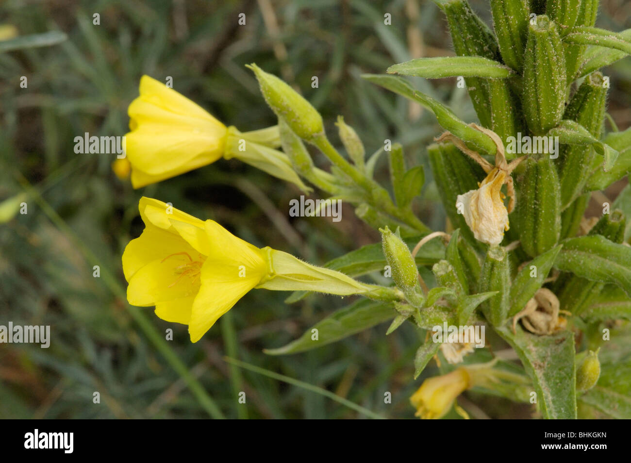 Common Evening-primrose, oenothera biennis Stock Photo