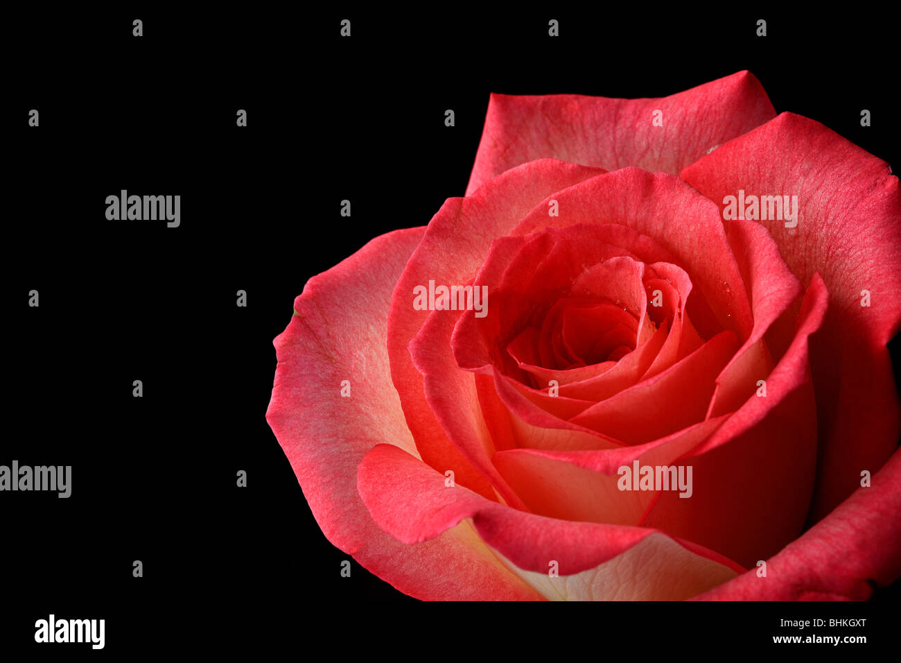 Moody rose hi-res stock photography and images - Alamy