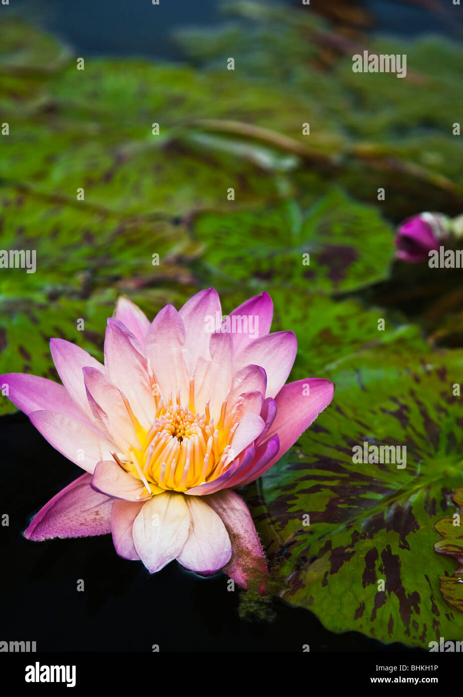 Water lily Stock Photo