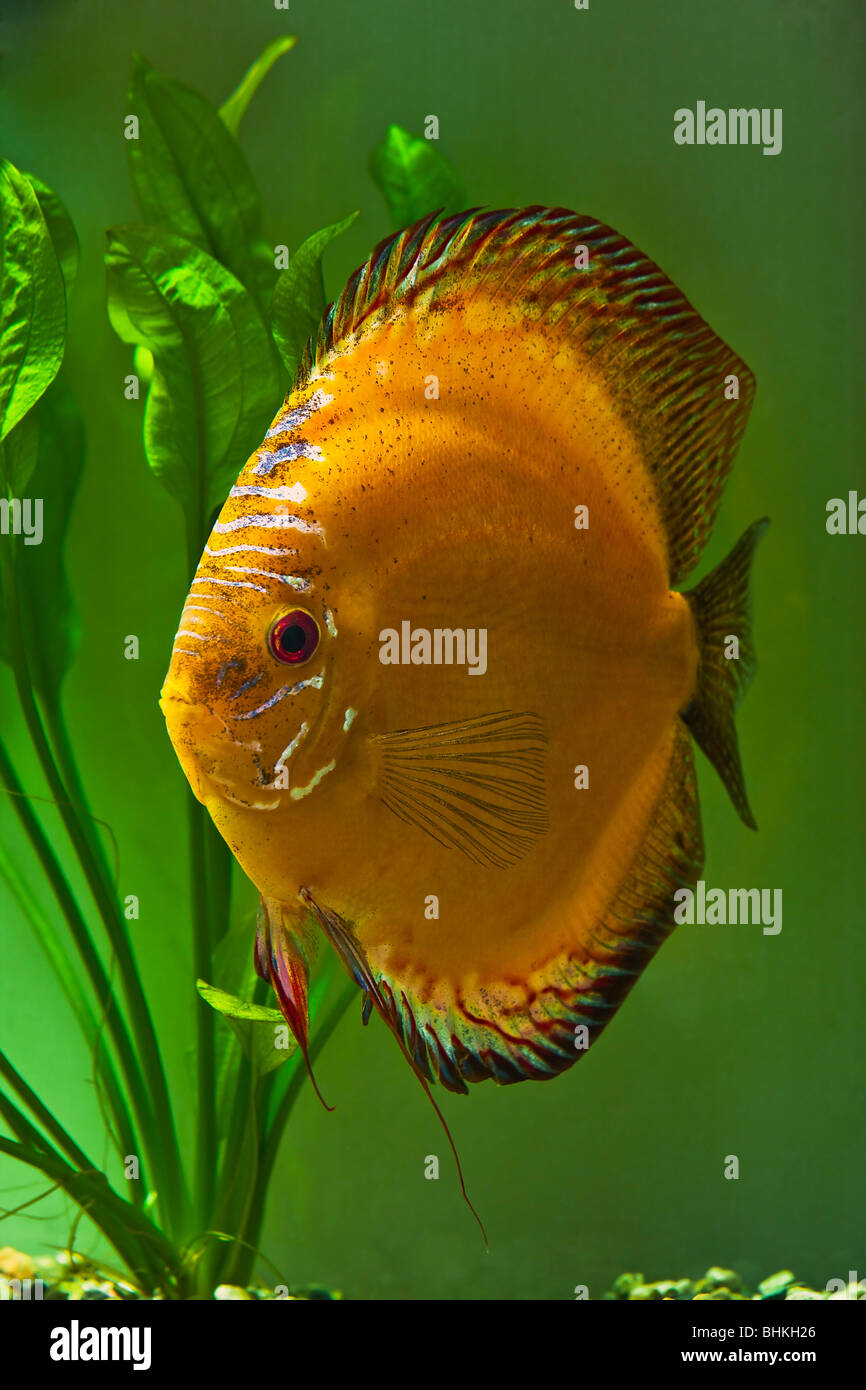 Orange peppered Discus Fish Stock Photo