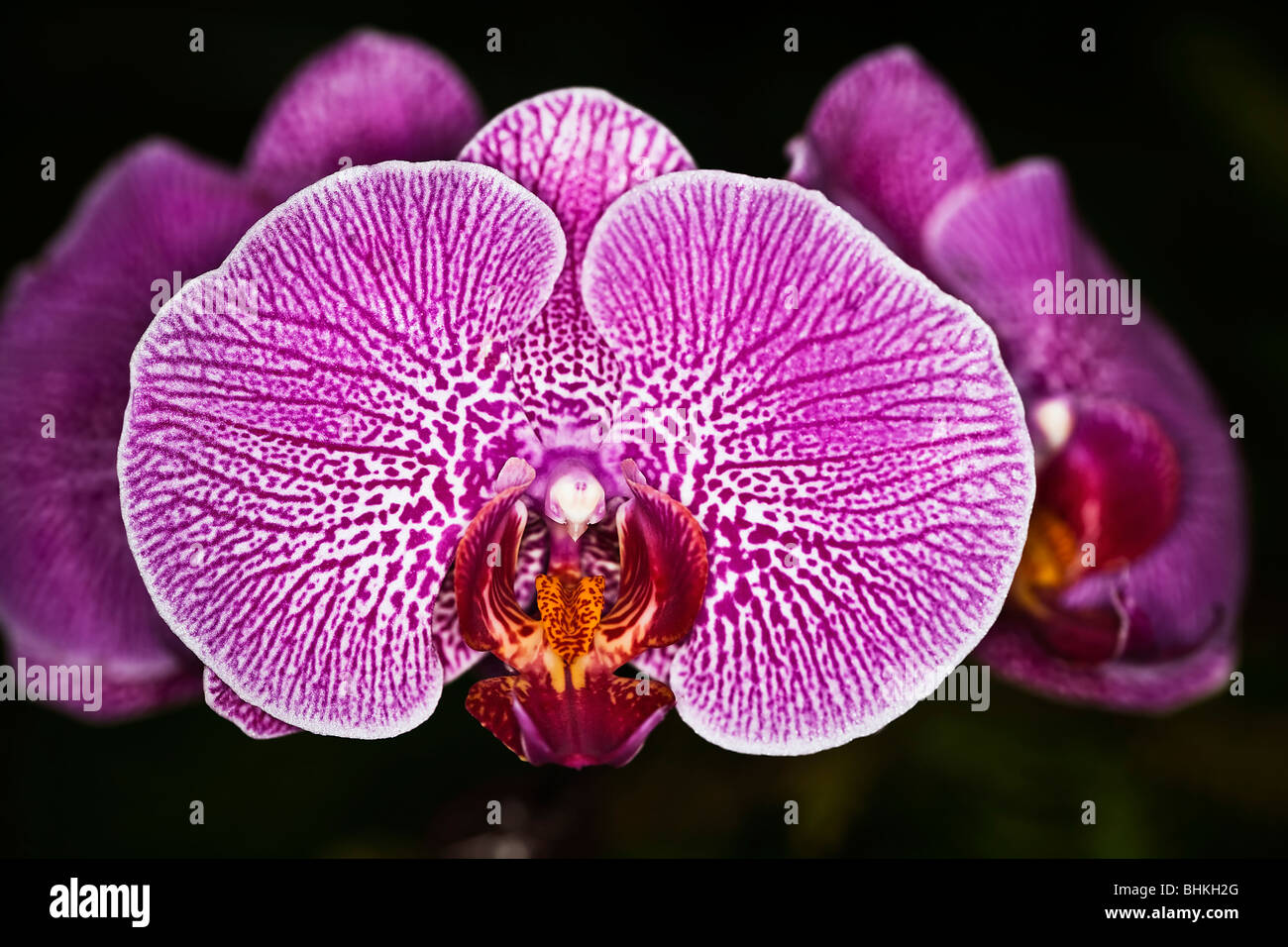 Orchid Close up Stock Photo Alamy