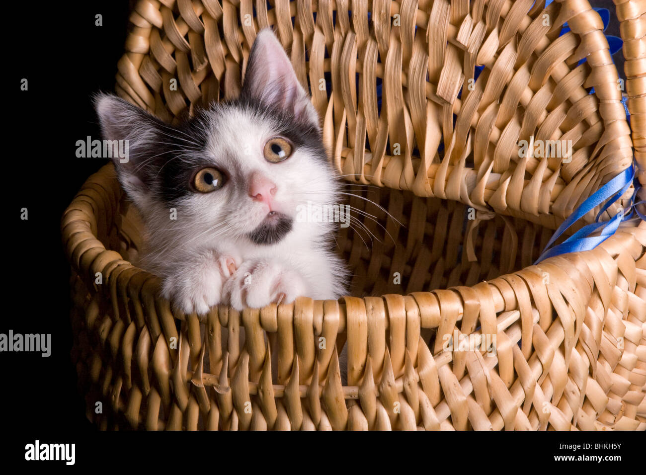 Cat in basket Stock Photo Alamy
