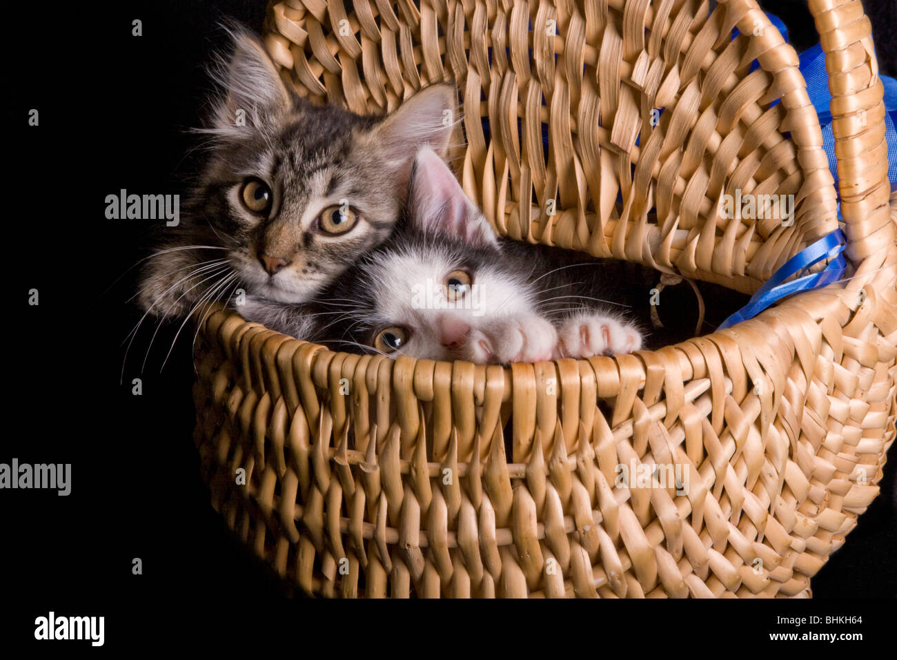 double cat basket