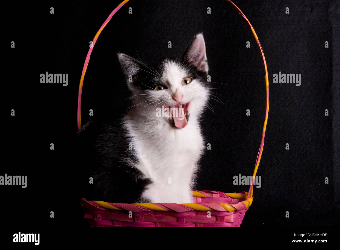 Cat sitting in basket Stock Photo