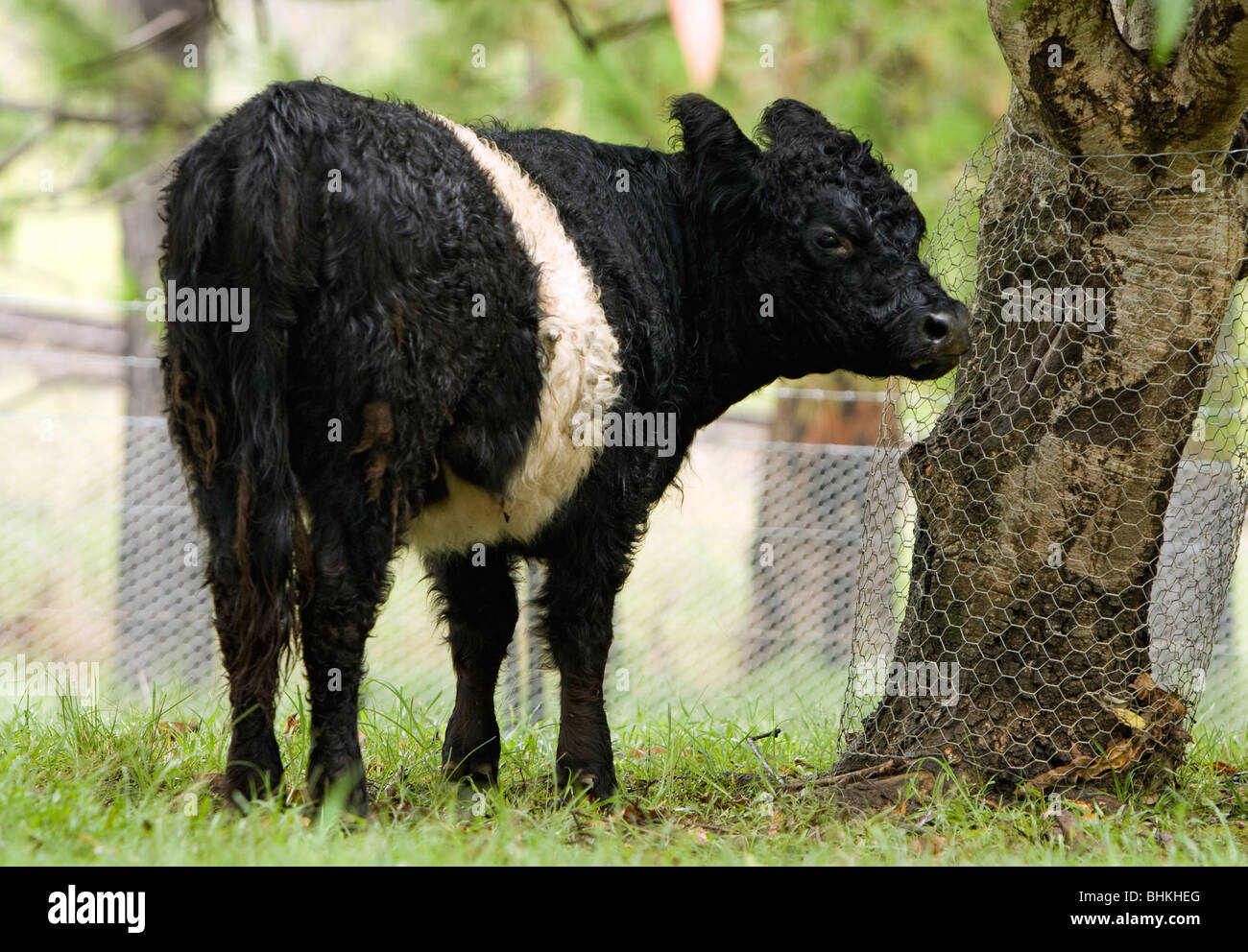 Black cow with white band hires stock photography and images Alamy