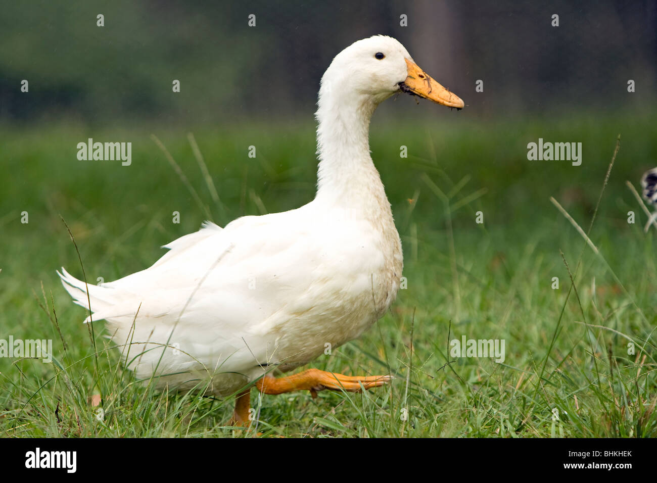 Yellow duck feet hires stock photography and images Alamy