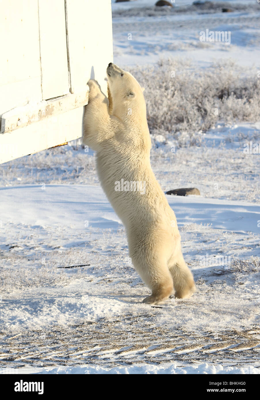 Sub-adult  Male Polar Bear stretching up to investigate a Tundra Buggy. Stock Photo