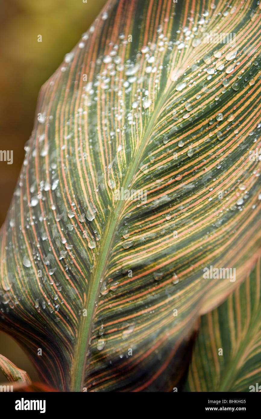 Canna lily leaf with raindrops Stock Photo Alamy