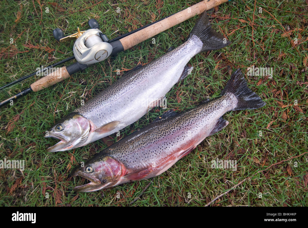 Cutthroat trout fishing, Lake Sammamish, Washington, near Seattle Stock Photo Alamy