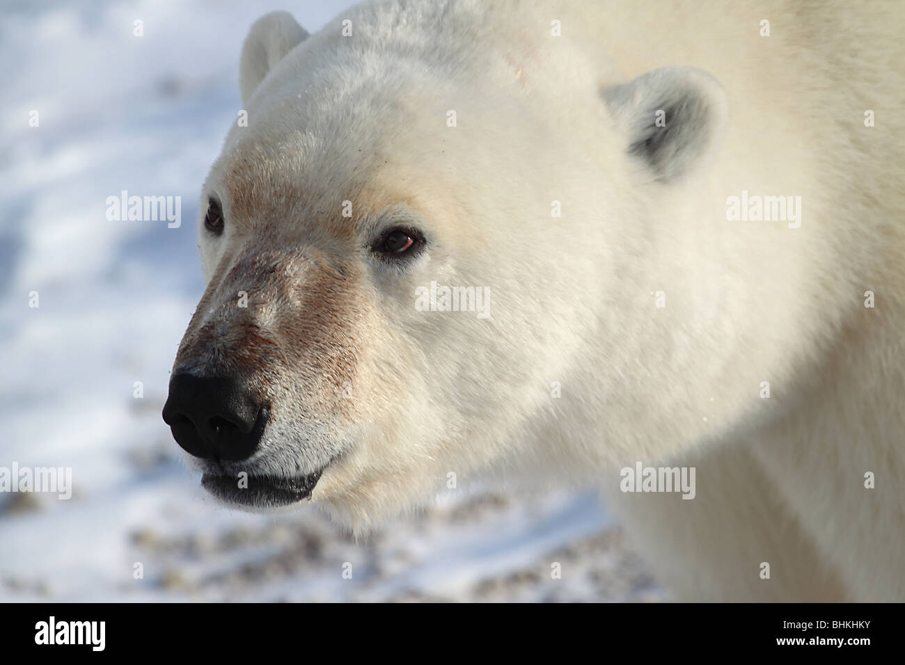 Large Male Polar Bear Portrait. Stock Photo