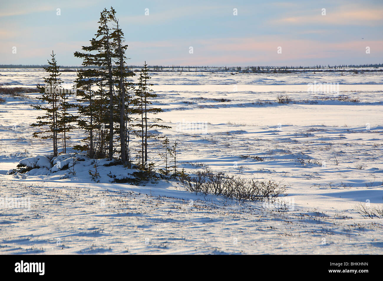White Spruce on the Tundra, Hudson Bay, Canada Stock Photo