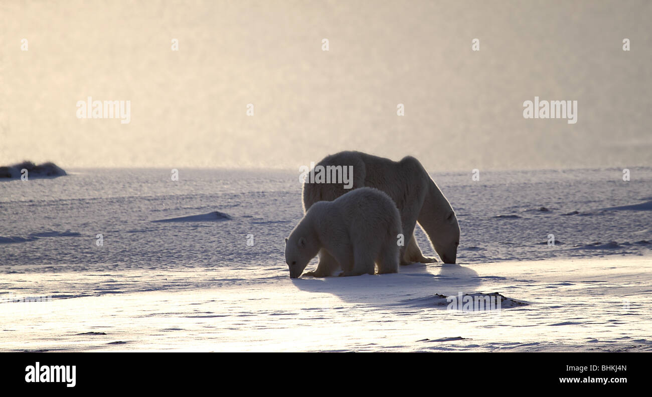 Polar bears back lit on the glittering surface of a frozen lake in the tundra, in the late afternoon glow of the setting sun. Stock Photo