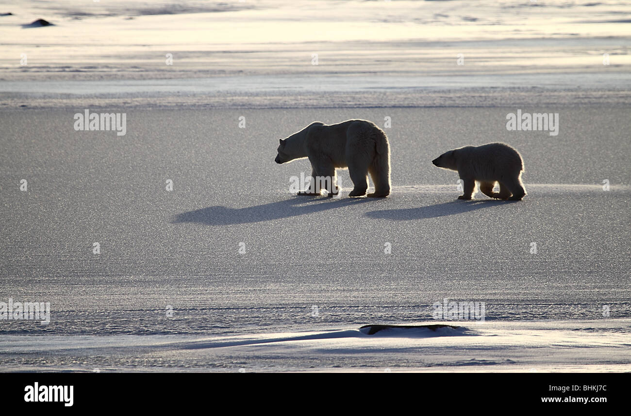 Polar bears back lit on the glittering surface of a frozen lake in the tundra, in the late afternoon glow of the setting sun. Stock Photo