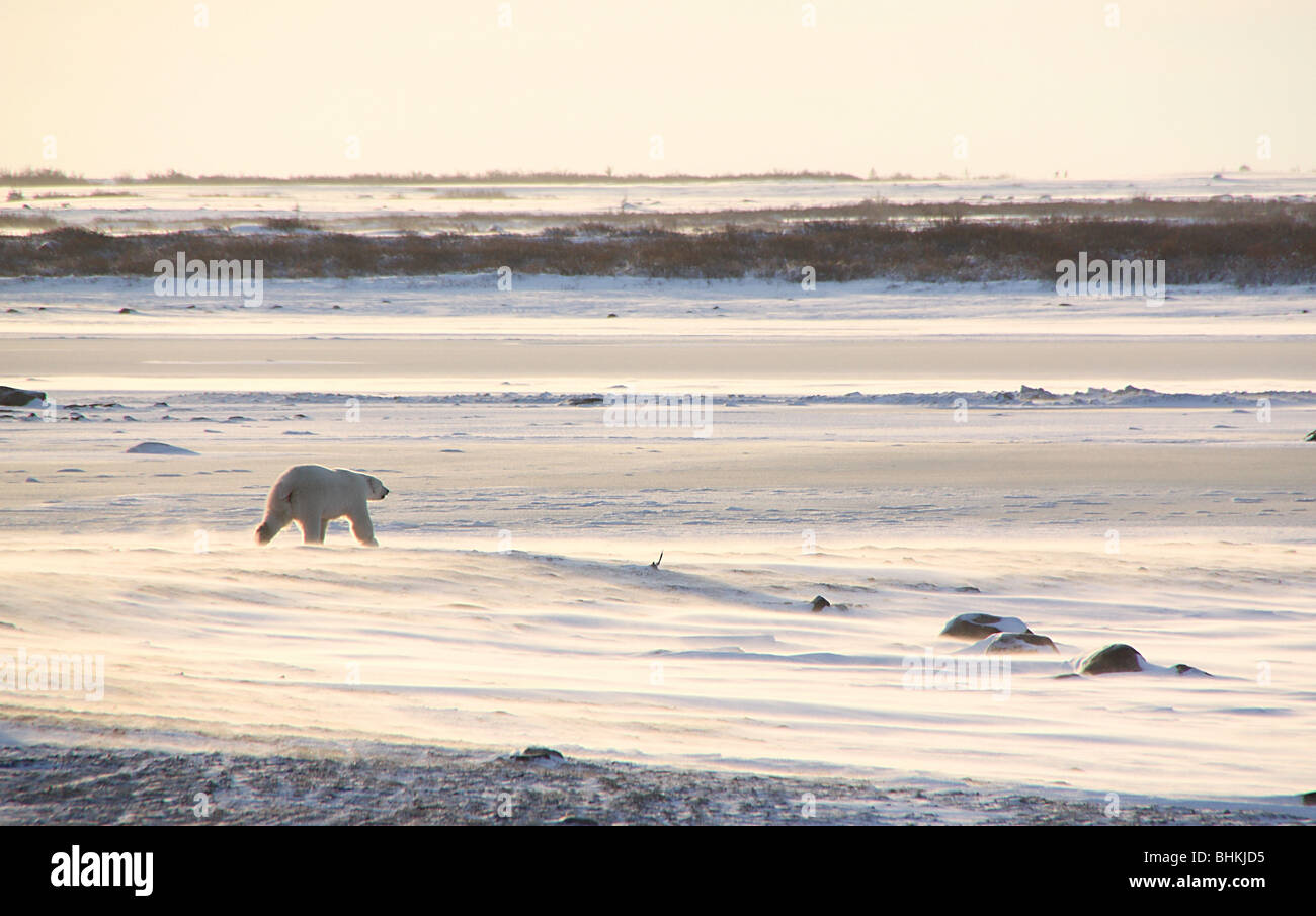 Polar bear back lit on the glittering surface of a frozen lake in the tundra, in the late afternoon glow of the setting sun. Stock Photo