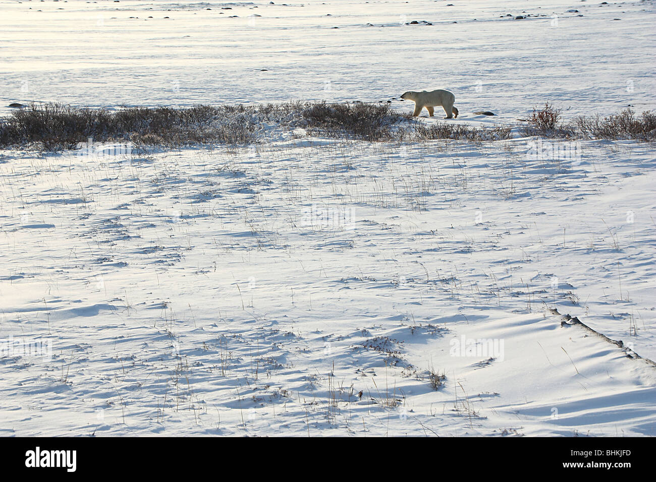 Polar Bear in the Tundra Landscape of Wapusk National Park, Canada Stock Photo