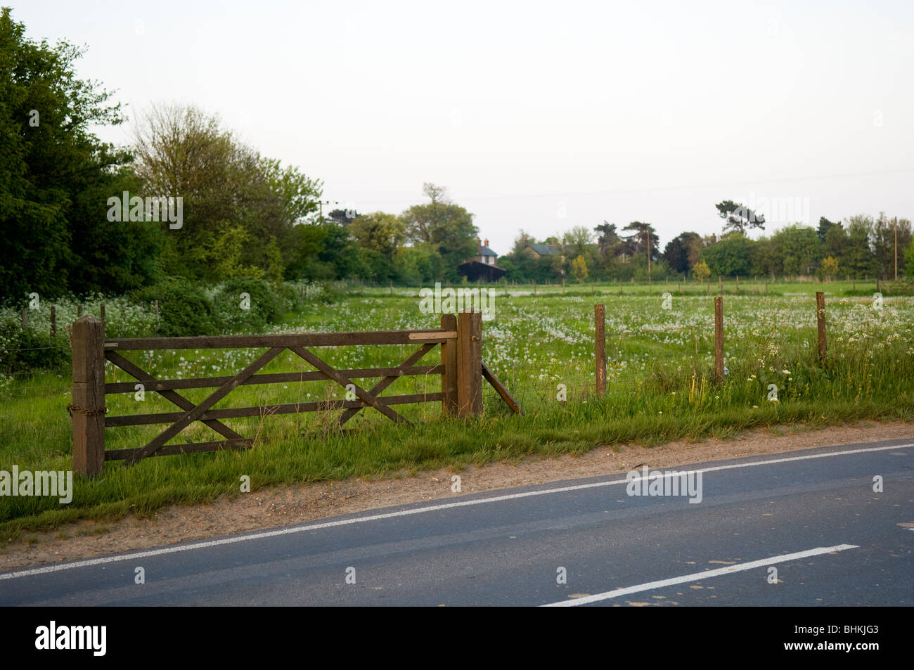 Five bar gate in a field full of dandelion clocks on the outskirts of Ramsgate, Kent, United Kingdom Stock Photo
