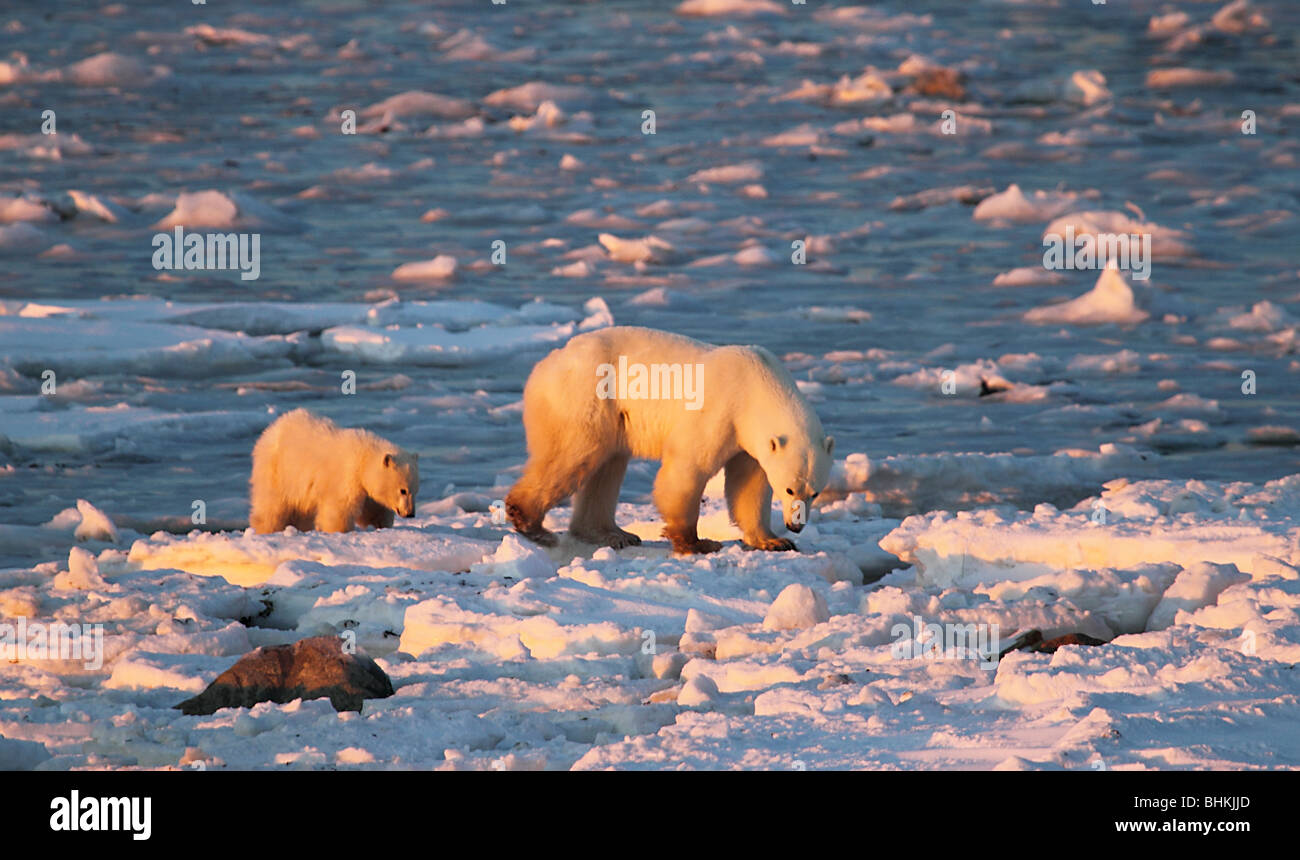 Polar Bears, Mother and Cub in late afternoon light Stock Photo
