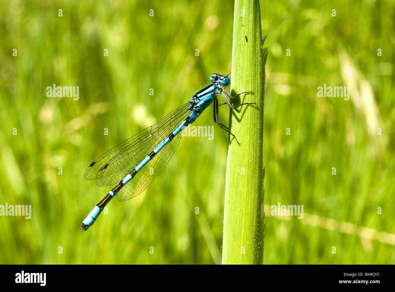Common blue damselfly on blade of grass Stock Photo - Alamy