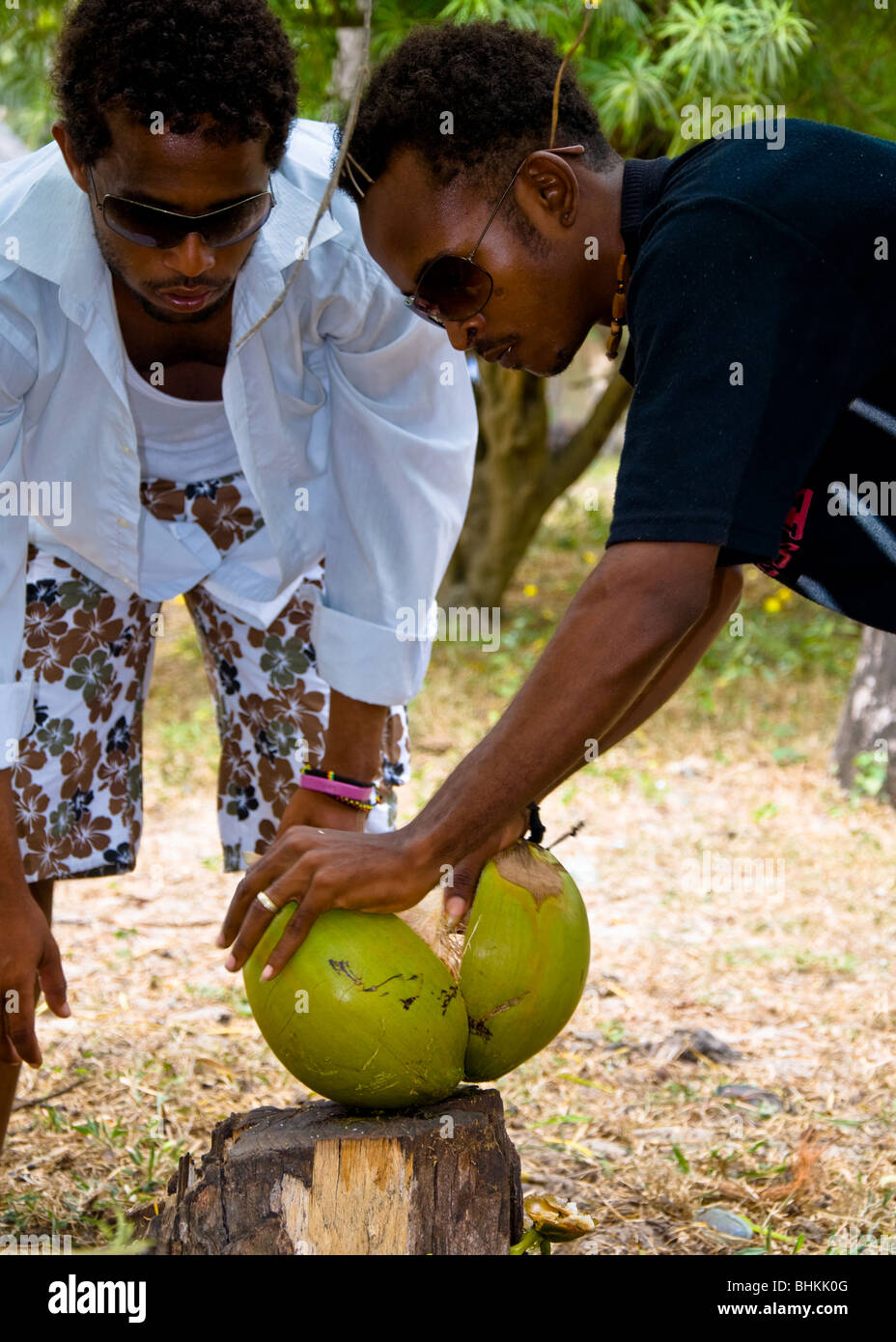 Man collecting coconuts, Watamu, Kenya, Africa Stock Photo Alamy