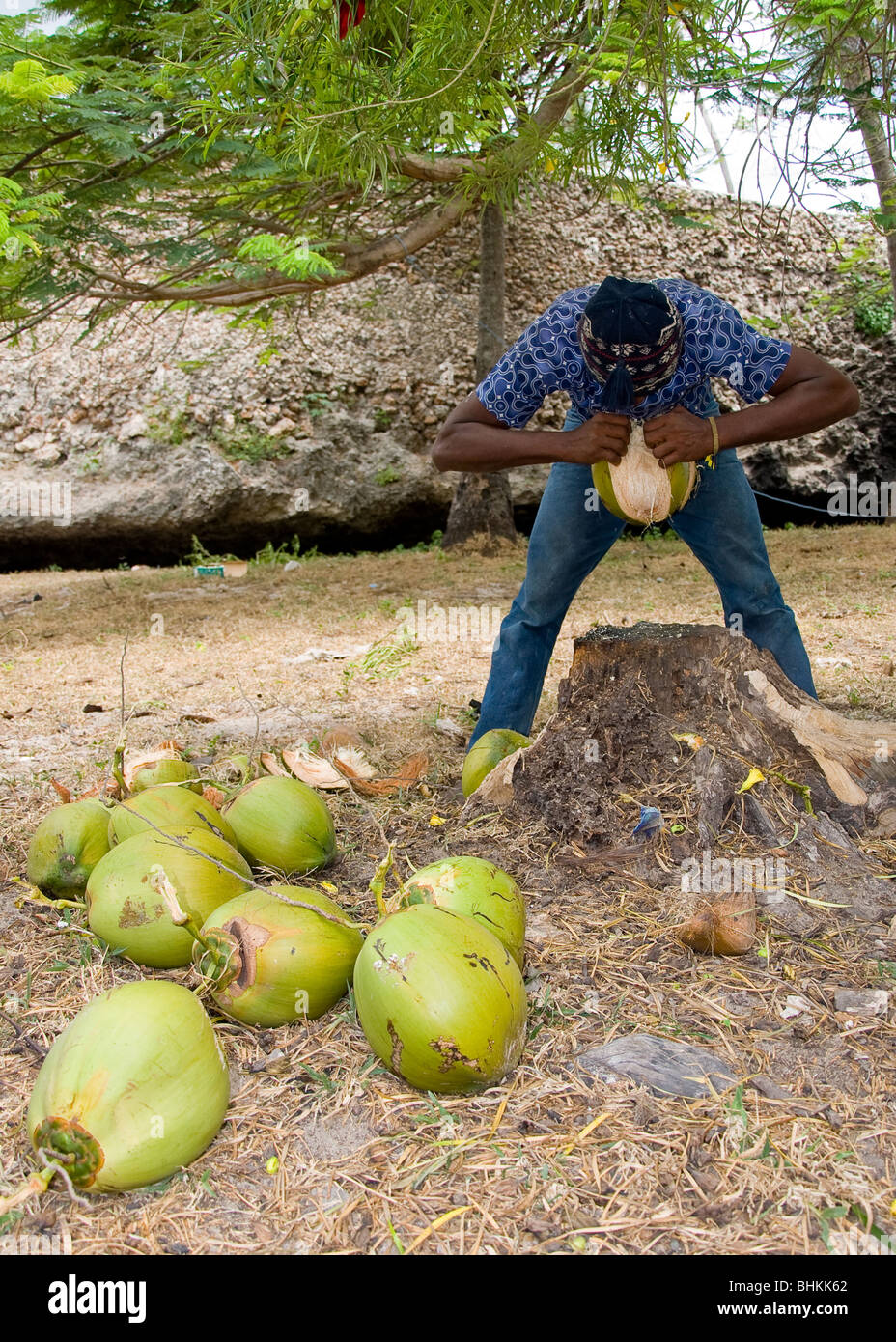 Man collecting coconuts, Watamu, Kenya, Africa Stock Photo Alamy