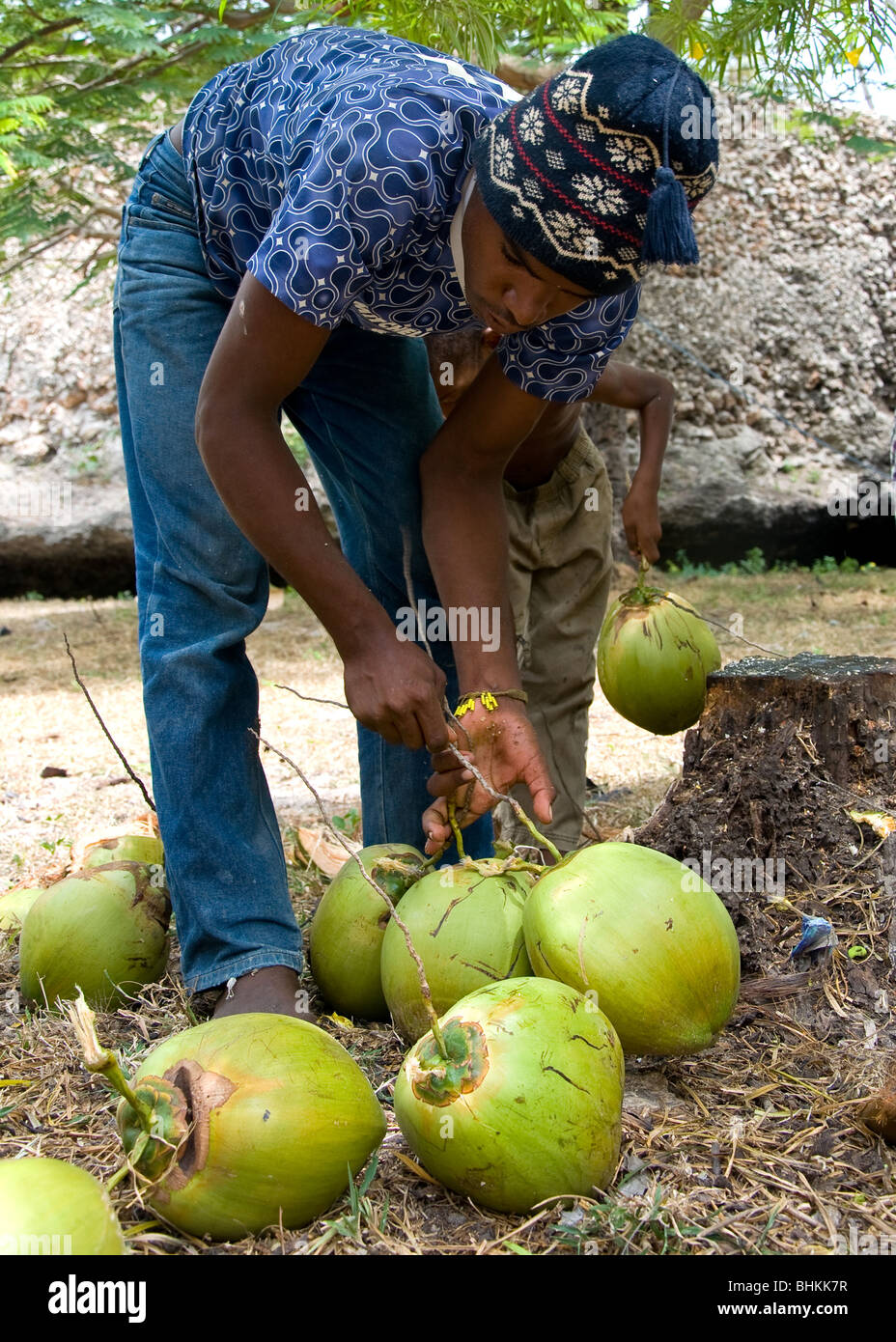 Man collecting coconuts, Watamu, Kenya, Africa Stock Photo Alamy