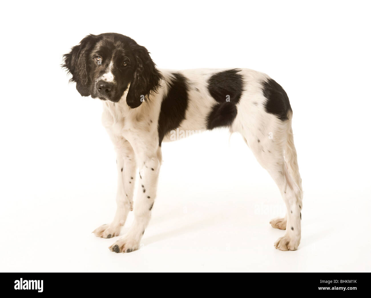 Side view of a black and white Large Munsterlander puppy standing on white background. Stock Photo