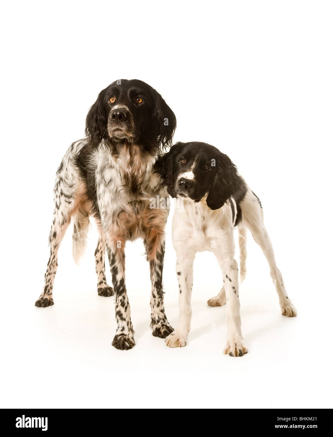 An adult and puppy Large Munsterlander dogs standing together, facing the camera on a white background. Stock Photo