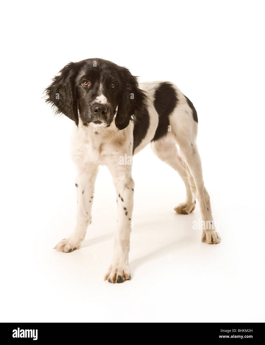 Giant Munsterlander puppy standing on white background Stock Photo