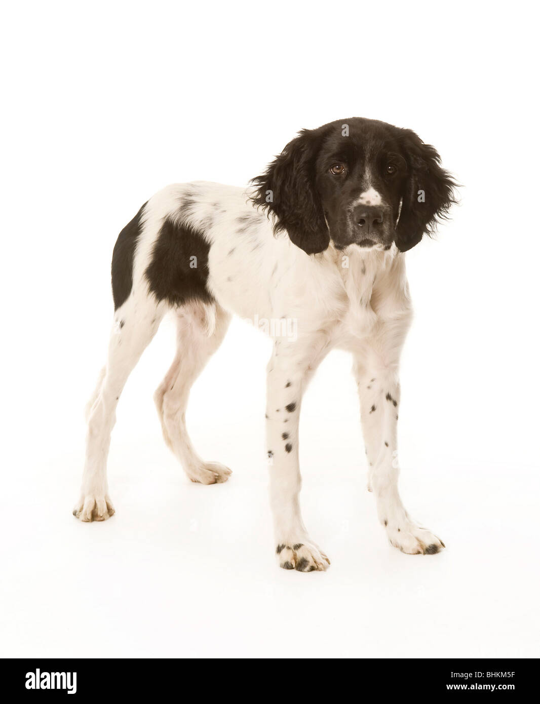 Black and white Large Munsterlander puppy standing on white background facing camera Stock Photo