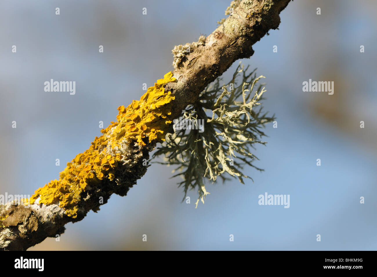 Lichens (Xanthoria and fruticose) on twig Stock Photo