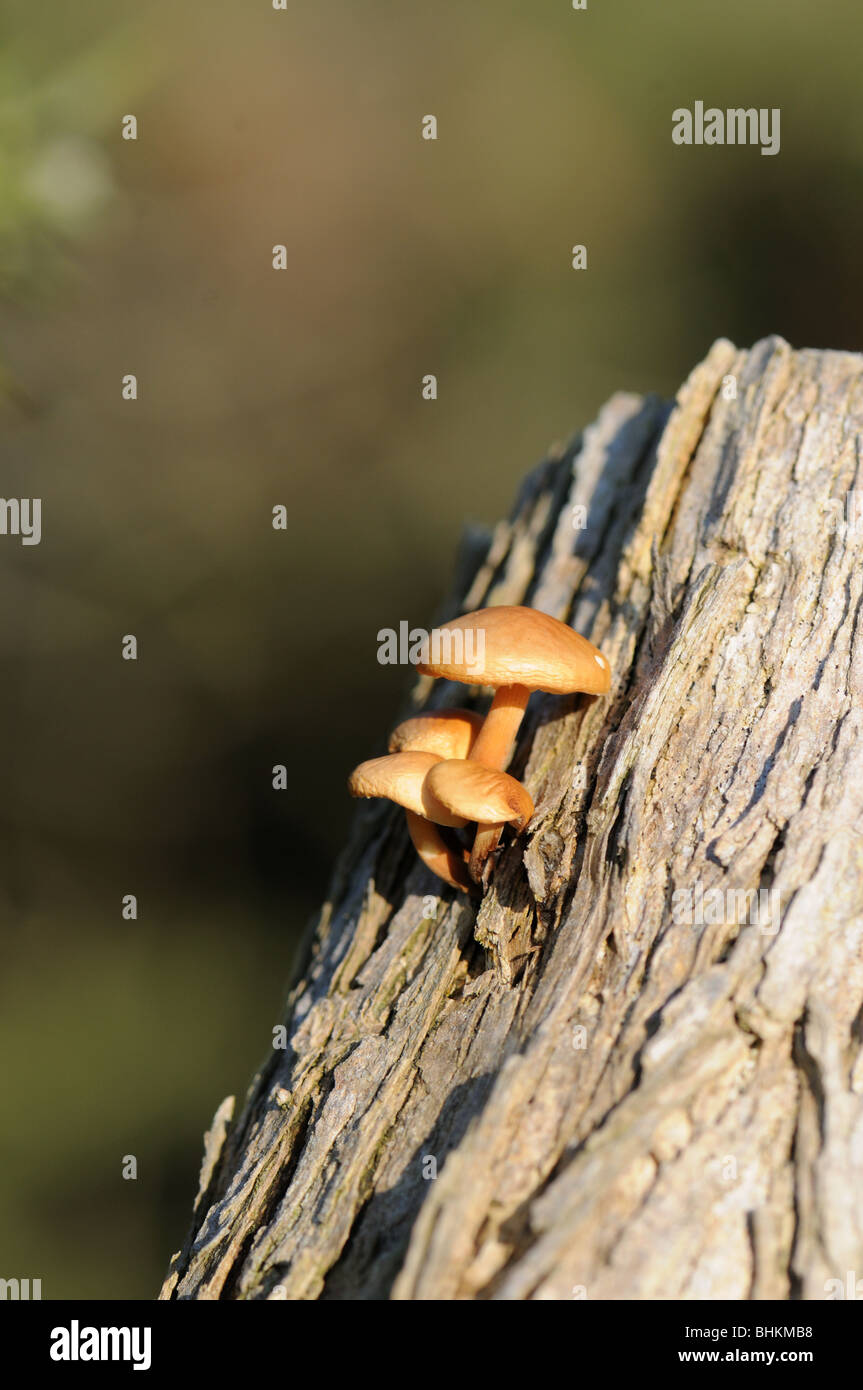 Mushrooms on stump Stock Photo